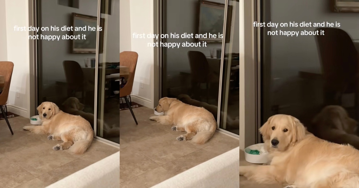 One Dog’s Dramatic Response to His New Diet Is Making People Laugh dog laying on floor