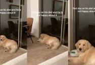 One Dog’s Dramatic Response to His New Diet Is Making People Laugh
