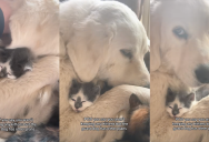 A Great Pyrenees Dog Cuddled A Tiny Kitten