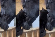 An Unusual Animal Friendship Between a Cat and a Horse Is Melting Hearts