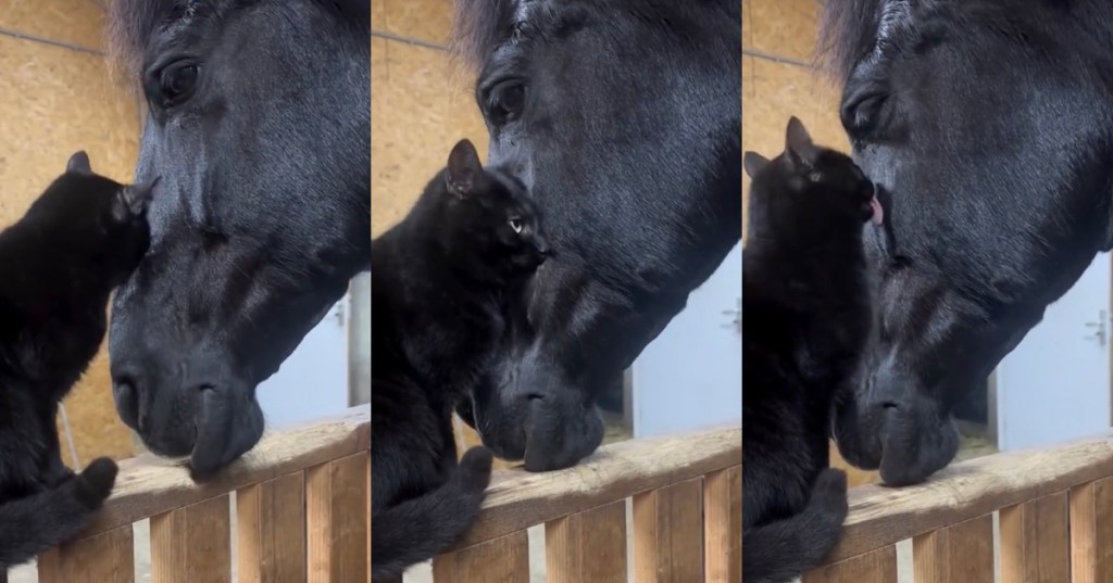 cat and a horse