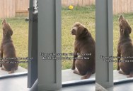 A Dog Got Upset When He Realized His Owner Went Hunting Without Him