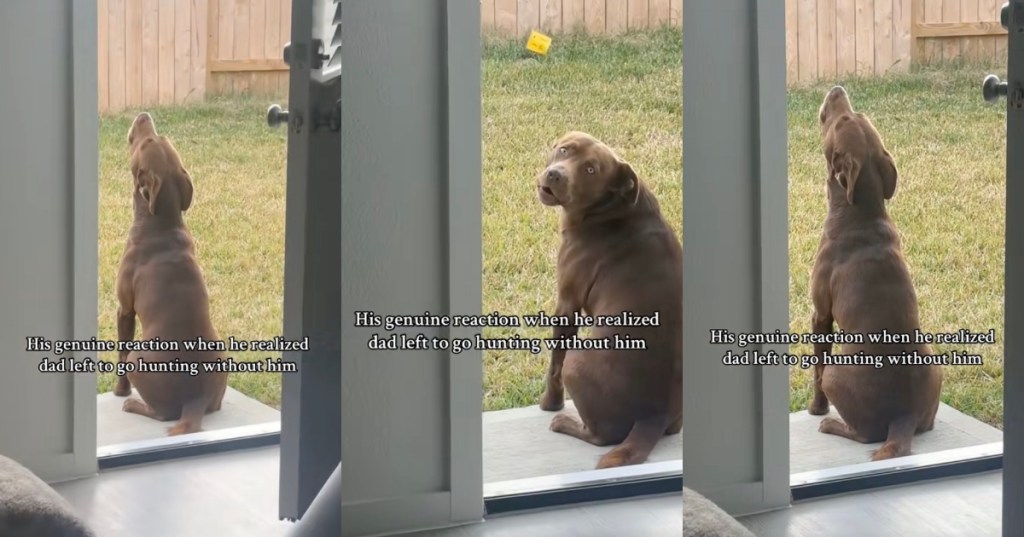 dog howling out back