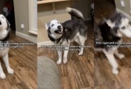 A Husky Howled When His Owner Got Home From Work At 2 A.M.