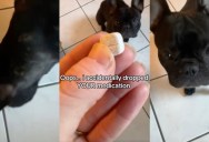 An Owner Pretended Like She Accidentally Drops Her Dog’s Medication To Get Him To Take It