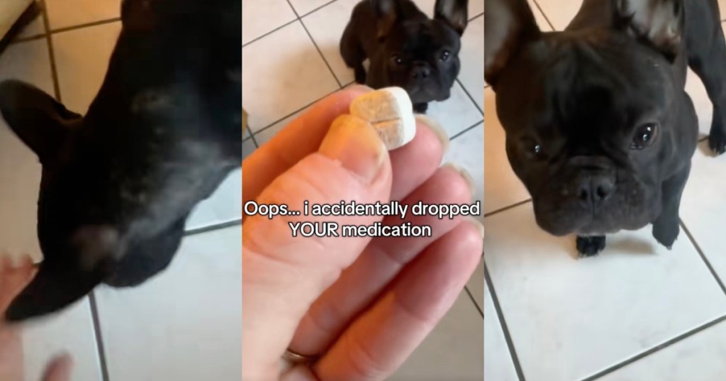 woman giving her dog a pill