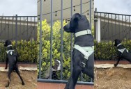 A Dog Was Focused On Searching In Some Bushes For A Very Good Reason