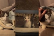 A Woman Let A Stray Cat Into Her House And He Made Himself Right At Home