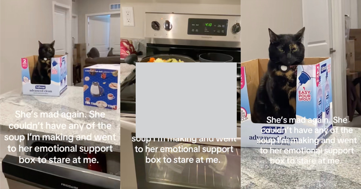 cat sitting in a box