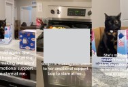 A Cat Got Mad At Her Owner Because She Wouldn’t Give Her Any Soup