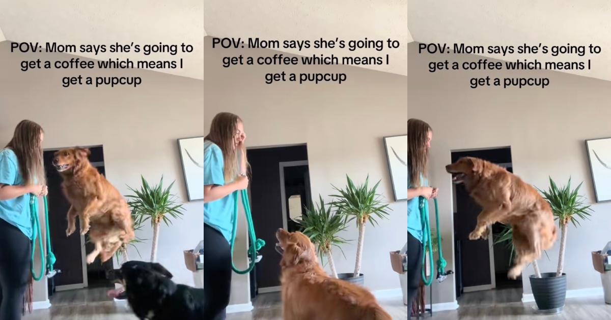 dog jumping in the air