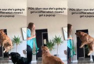 The Moment This Dog Realized a Pup Cup Was Coming Was Pure Joy