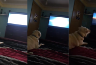 A Dog Got Freaked Out During A Jump-Scare Scene In A Movie
