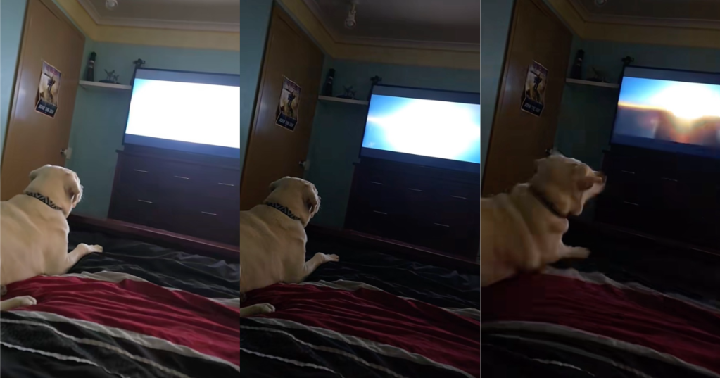 dog on a bed