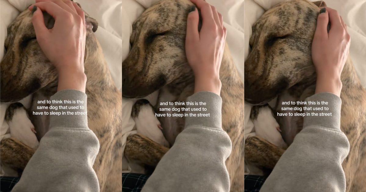 owner petting its dog