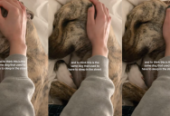 A Dog That Used To Sleep On The Street Is Now Safe And Sound In A Comfortable Home With A Doting Owner