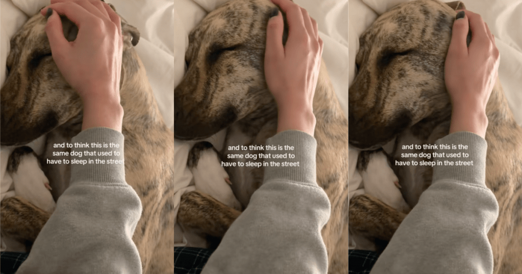 owner petting its dog