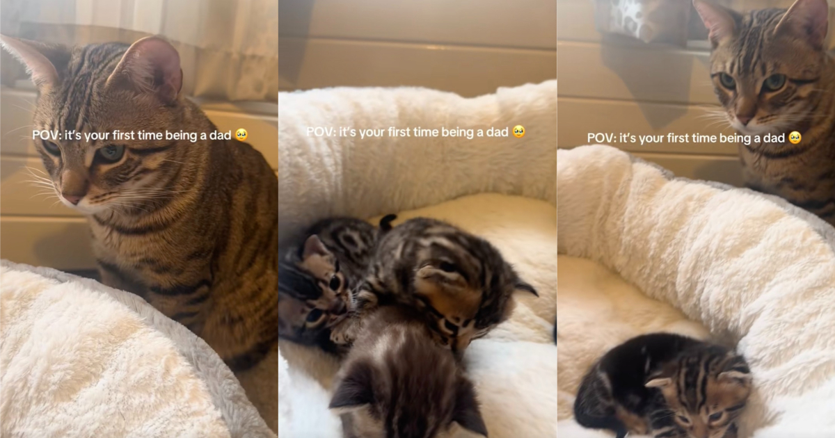 cat with his kittens