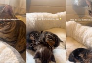 A Cat Dad Kept An Eye On His New Kittens