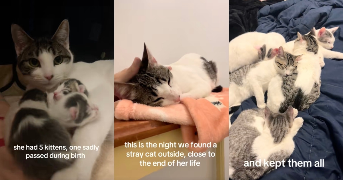 cat with her kittens