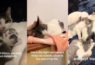 A Person Who Took In A Stray Cat They Thought Was Sick Found Out She Was Pregnant