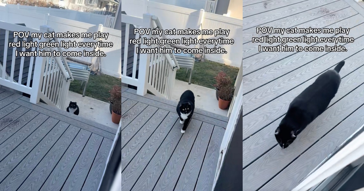 cat on a porch
