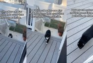A Cat Makes His Owner Play “Red Light, Green Light” When He Wants To Come Inside
