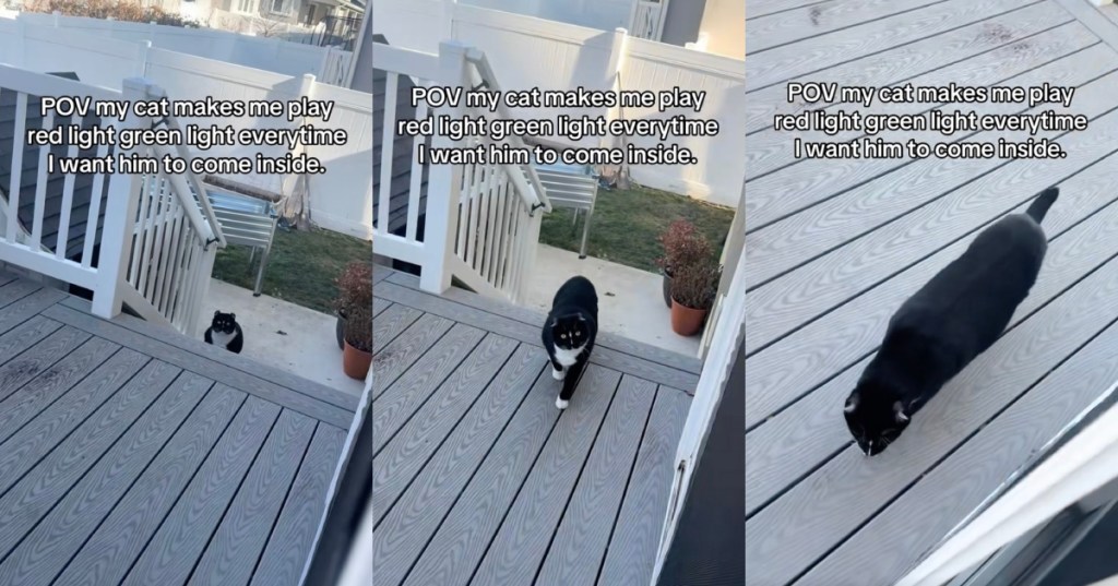 cat on a porch
