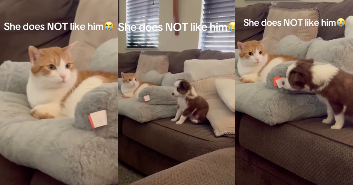 dog and cat on couch