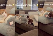 A Cat Wasn’t Happy When Her Owners Adopted A New Puppy