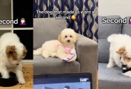 A Calm First Dog Led a Couple to Get a Second—But the Dynamic Changed Everything