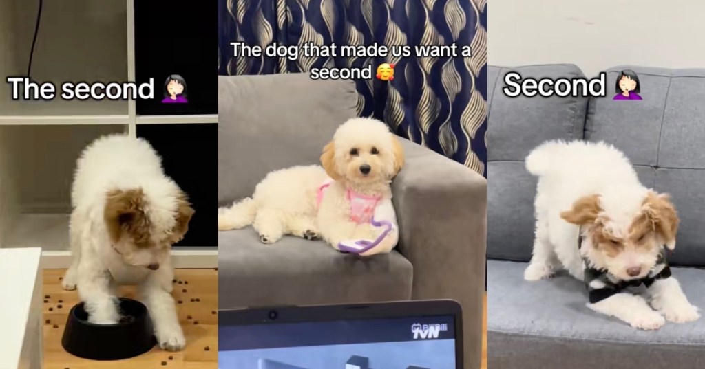 dogs on a couch