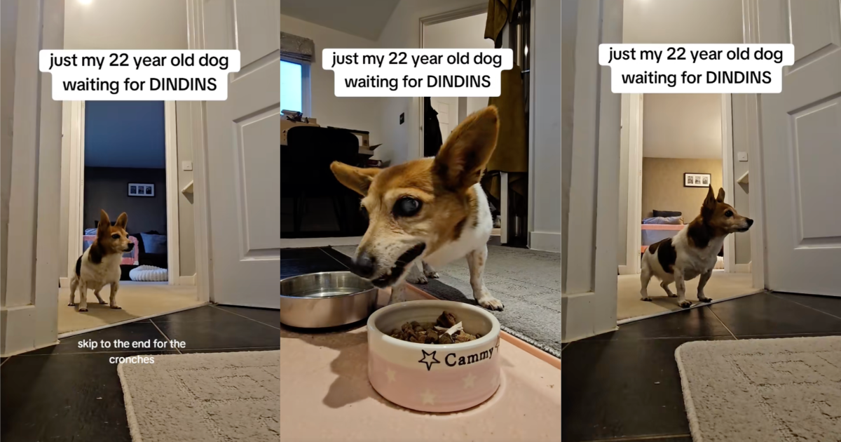 dog eating his dinner