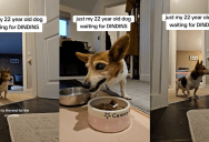 A 22-Year-Old Dog Still Gets Excited When It’s Time To Eat Dinner