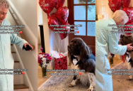 A Sweet Dog Got All Dressed Up And Surprised His Grandma On Valentine’s Day