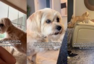 The Phone Battle: Why One Audacious Dog Aggressively Slaps Her Owner’s Smartphone Out of Her Hands Every Single Day