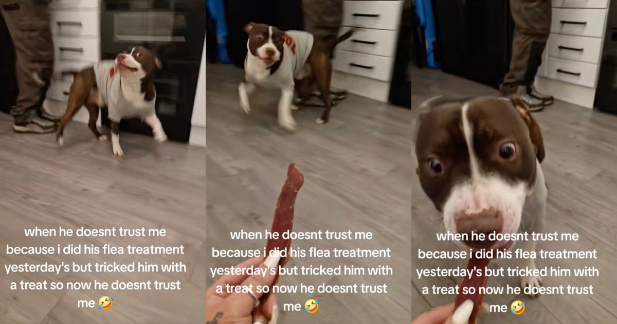 A Dog Didnt Want To Trust His Owner Because Of What She Did To Him The Day Before dog waiting for a treat