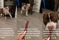 A Dog Didn’t Want To Trust His Owner Because Of What She Did To Him The Day Before