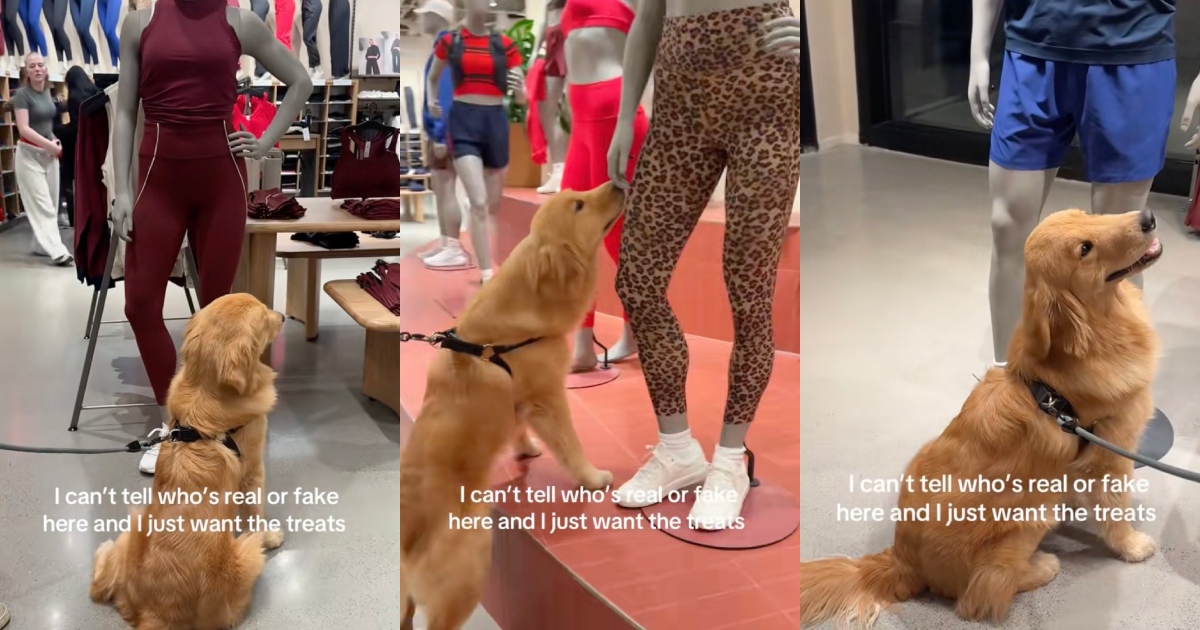 dog in a store