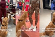 A Dog’s Reaction to Mannequins Thinking They’ll Give Him Treats Surprises Viewers