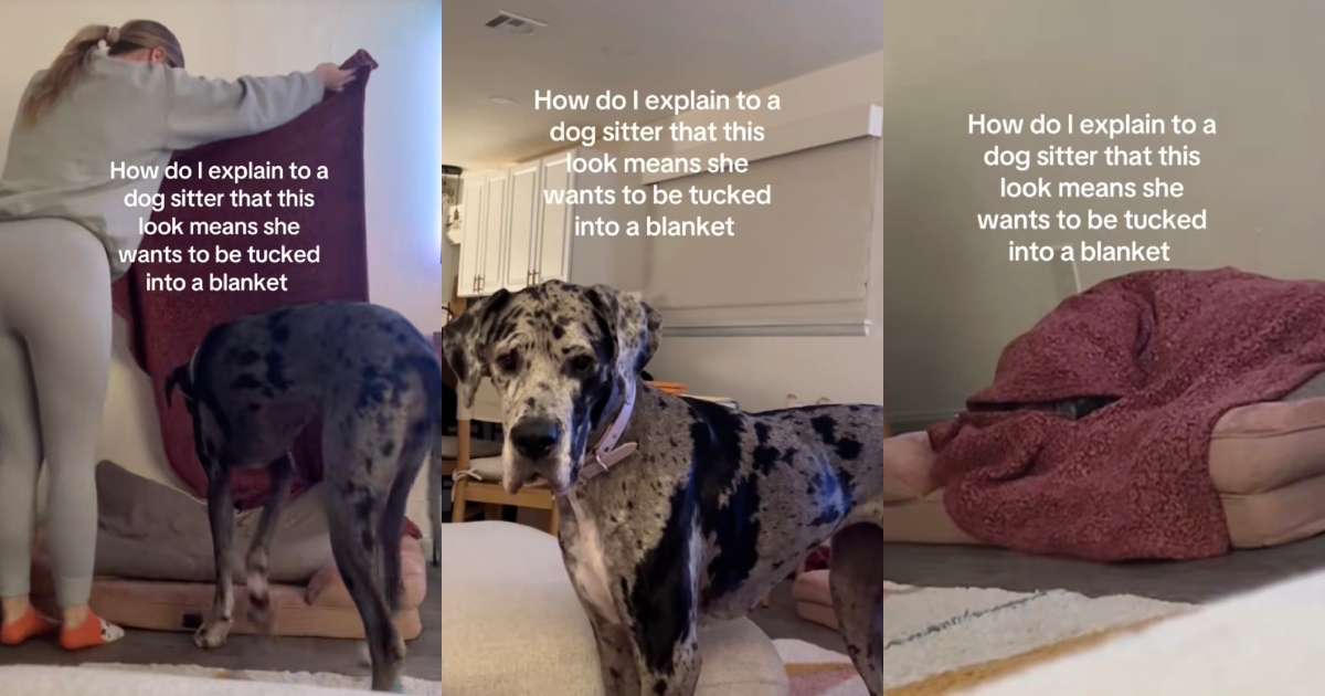 dog getting ready for bed