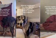 Great Dane Has an Adorable Bedtime Routine That Includes Being Tucked In