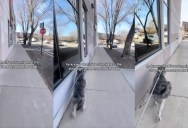 A Dog’s Clever Move During a Walk Has Everyone Laughing
