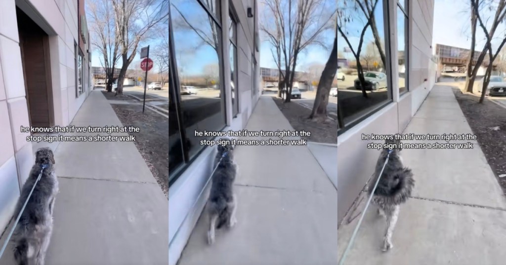 dog on a walk