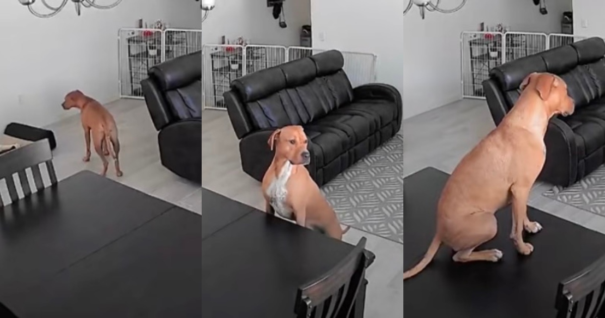 dog in a living room