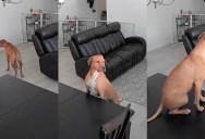 An Owner Got A Funny Surprise When They Checked The Pet Camera After Leaving Their Puppy Home Alone For The First Time