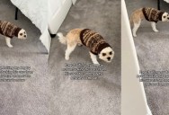 The Sweater Standoff: Why One Dog’s Refusal to Move Exposed the Hilarious Flaws of Homemade Pet Fashion