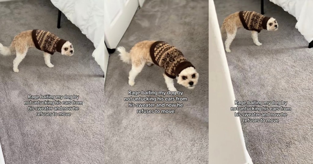 dog in a sweater