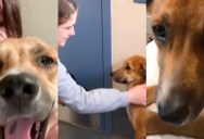 Workers Brought A Woman The Wrong Dog At A Shelter, But She Ended Up Adopting Him Anyway