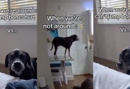 A Couple Found Out Their Dog Was Being A Big Faker About Being Able To Jump Up On A Bed